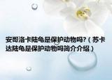 安哥洛卡陆龟是保护动物吗?（苏卡达陆龟是保护动物吗简介介绍）