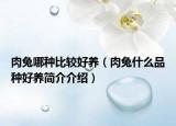 肉兔哪种比较好养（肉兔什么品种好养简介介绍）