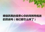 喂信鸽真的很费心你的周围有痴迷的鸽迷吗（他们都怎么样了）