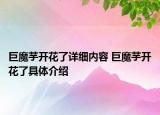 巨魔芋开花了详细内容 巨魔芋开花了具体介绍