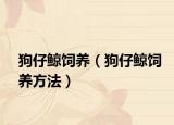 狗仔鲸饲养（狗仔鲸饲养方法）
