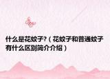 什么是花蚊子?（花蚊子和普通蚊子有什么区别简介介绍）