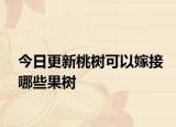 今日更新桃树可以嫁接哪些果树