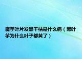 魔芋叶片发黑干枯是什么病（黑叶芋为什么叶子都黄了）
