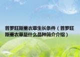 普罗旺斯薰衣草生长条件（普罗旺斯薰衣草是什么品种简介介绍）