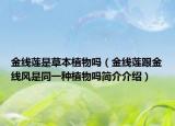 金线莲是草本植物吗（金线莲跟金线风是同一种植物吗简介介绍）