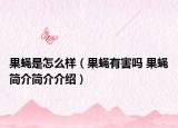 果蝇是怎么样（果蝇有害吗 果蝇简介简介介绍）