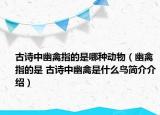 古诗中幽禽指的是哪种动物（幽禽指的是 古诗中幽禽是什么鸟简介介绍）
