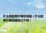 什么样的荷叶填空词语（什么的荷叶填词语简介介绍）