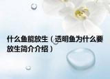 什么鱼能放生（透明鱼为什么要放生简介介绍）