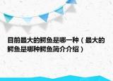 目前最大的鳄鱼是哪一种（最大的鳄鱼是哪种鳄鱼简介介绍）