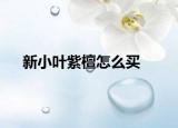 新小叶紫檀怎么买