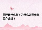 黄鲣是什么鱼（为什么叫黄鱼鲞简介介绍）