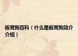 板凳狗百科（什么是板凳狗简介介绍）
