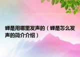 蝉是用哪里发声的（蝉是怎么发声的简介介绍）