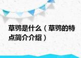 草鸮是什么（草鸮的特点简介介绍）