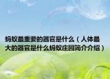 蚂蚁最重要的器官是什么（人体最大的器官是什么蚂蚁庄园简介介绍）