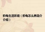 豹龟生活环境（豹龟怎么养简介介绍）