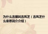 为什么吉娜叫吉凤芝（吉凤芝什么意思简介介绍）