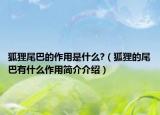 狐狸尾巴的作用是什么?（狐狸的尾巴有什么作用简介介绍）