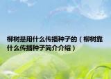 柳树是用什么传播种子的（柳树靠什么传播种子简介介绍）