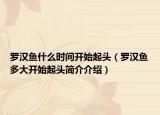 罗汉鱼什么时间开始起头（罗汉鱼多大开始起头简介介绍）