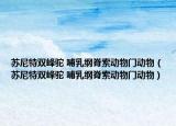 苏尼特双峰驼 哺乳纲脊索动物门动物（苏尼特双峰驼 哺乳纲脊索动物门动物）