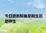 今日更新鲸鱼是胎生还是卵生
