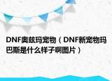 DNF奥兹玛宠物（DNF新宠物玛巴斯是什么样子啊图片）