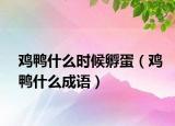 鸡鸭什么时候孵蛋（鸡鸭什么成语）