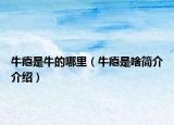 牛瘪是牛的哪里（牛瘪是啥简介介绍）