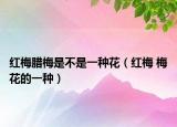 红梅腊梅是不是一种花（红梅 梅花的一种）