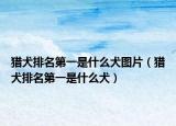 猎犬排名第一是什么犬图片（猎犬排名第一是什么犬）