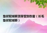 垫状驼绒藜顶芽受到伤害（长毛垫状驼绒藜）