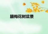 腊梅花树盆景