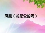 凤凰（龙是公的吗）
