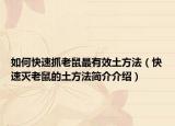 如何快速抓老鼠最有效土方法（快速灭老鼠的土方法简介介绍）