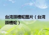 台湾颈槽蛇图片（台湾颈槽蛇）