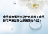 金毛犬掉毛厉害是什么原因（金毛掉毛严重是什么原因简介介绍）