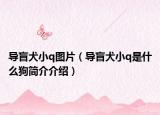导盲犬小q图片（导盲犬小q是什么狗简介介绍）