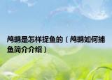鸬鹚是怎样捉鱼的（鸬鹚如何捕鱼简介介绍）