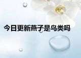 今日更新燕子是鸟类吗
