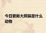 今日更新大熊猫是什么动物