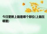 今日更新上脑是哪个部位(上脑在哪里)