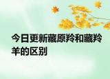 今日更新藏原羚和藏羚羊的区别