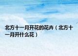 北方十一月开花的花卉（北方十一月开什么花）