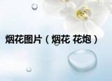 烟花图片（烟花 花炮）