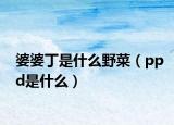 婆婆丁是什么野菜（ppd是什么）