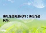 倭瓜花是南瓜花吗（倭瓜花是一只吗）