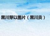 黑川芽以图片（黑川贡）